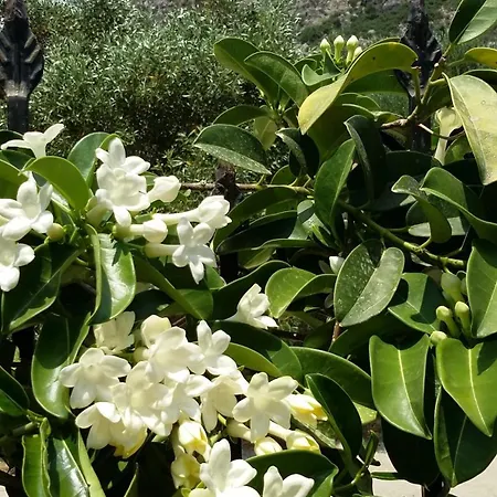 Olive Tree Gasthof *