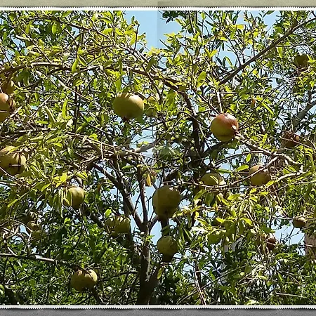 Olive Tree Gasthof Paleochora